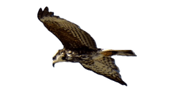 Ave volando