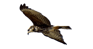 Ave volando