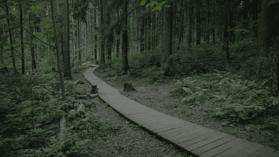 Trails and Bird Watching