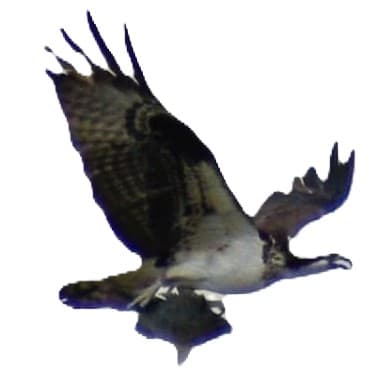 Águila Pescadora